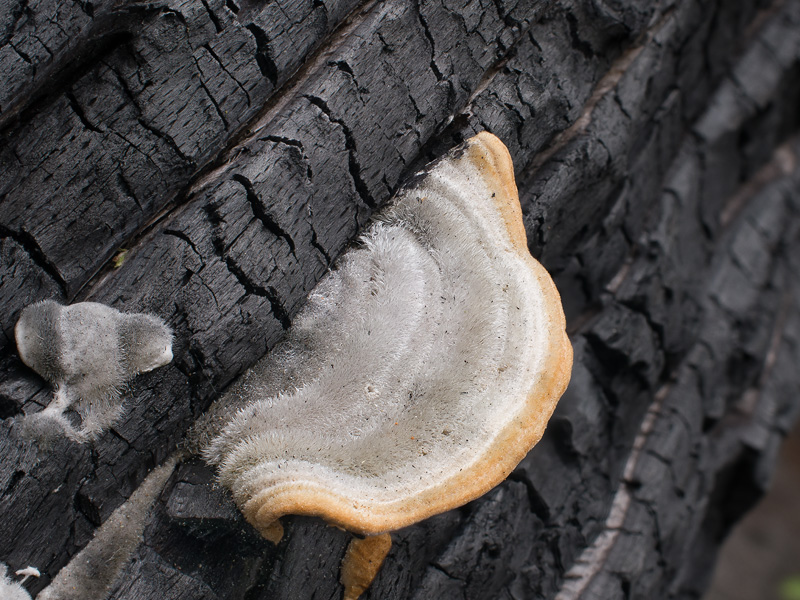 Trametes hirsuta